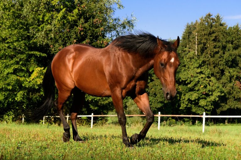 Read more about the article Vorwärts reiten