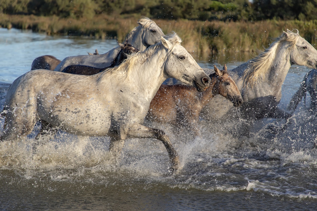 Read more about the article Wattenmeer – Copy – Copy – Copy
